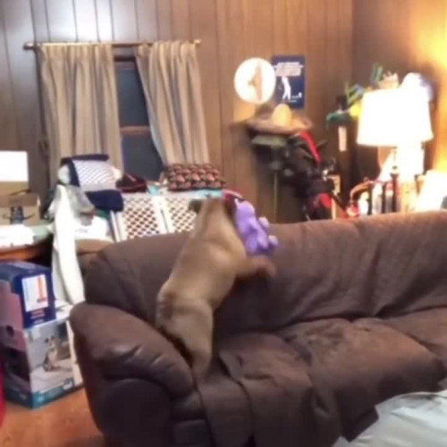 video5368842680598043559